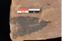 Foto (Detailansicht) von Asterocalyx styriacus Ettingshausen (NHMW-GEO-2024-0188-0428)
